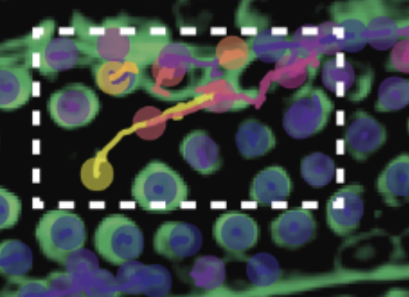 Chloroplast motion trajectories