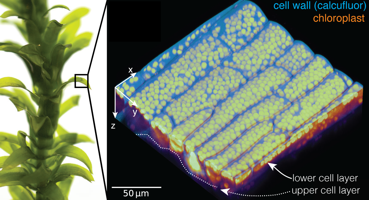 Chloroplasts in the leaf cells of Elodea densa.