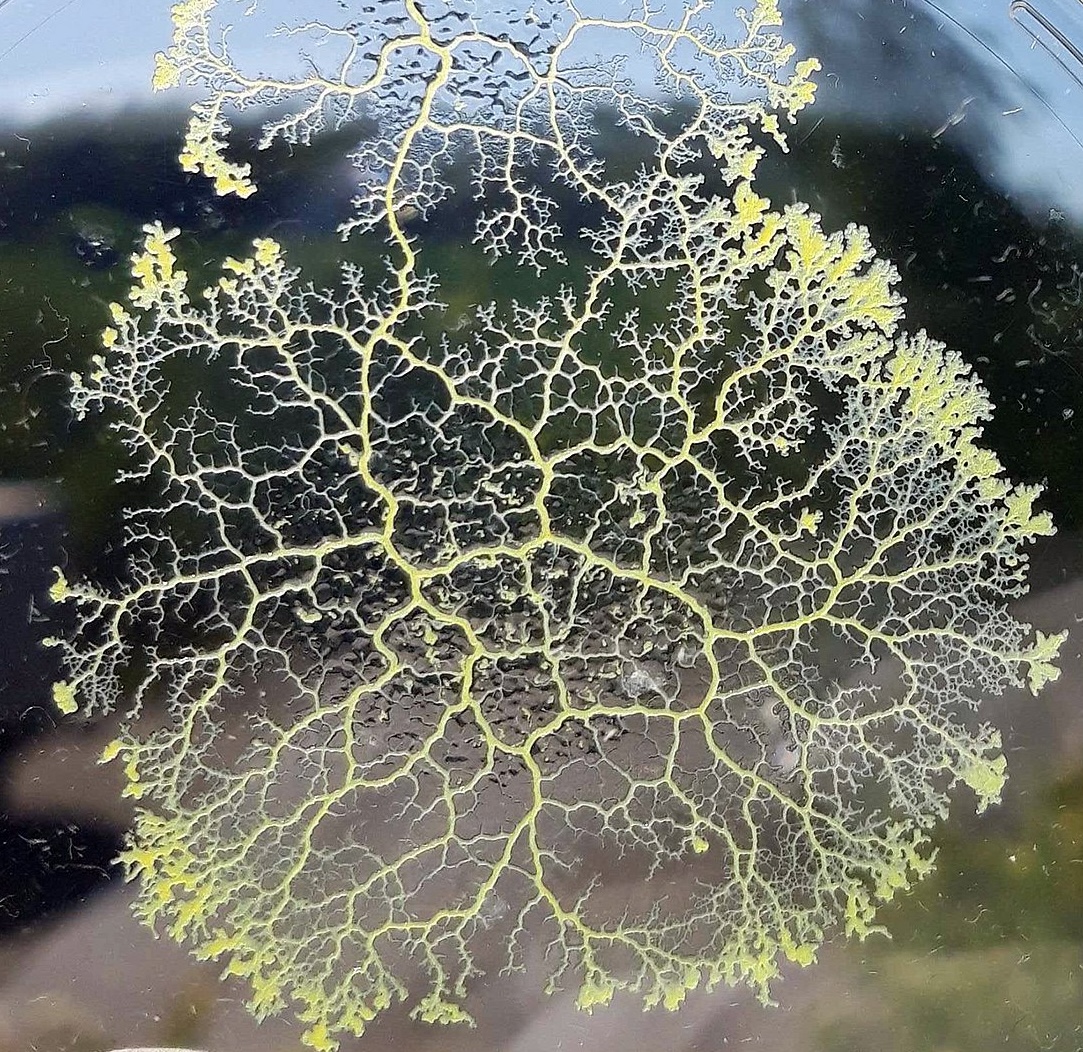 Yellow network of Physarum polycephalum slime mold in a petri dish.